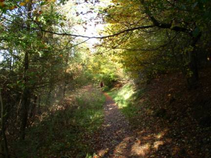 The path through Boltby Forest
