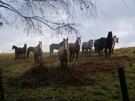 Horses on Little Moor