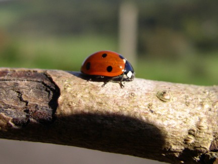 A ladybird