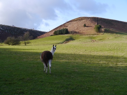 The unexpected sight of a llama