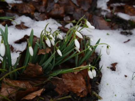 Snowdrops