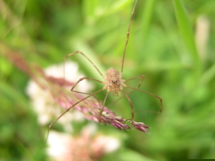 A spider
