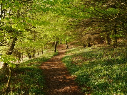 The lovely path through Whorl Hill Woods