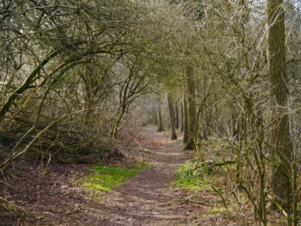 A pleasant woodland path