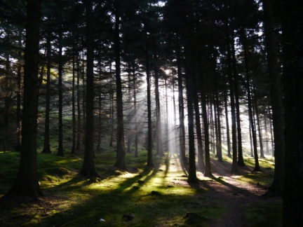 Morning sunshine in the Woodlands Valley
