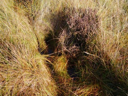 I went up to my thighs in this innocuous looking spot