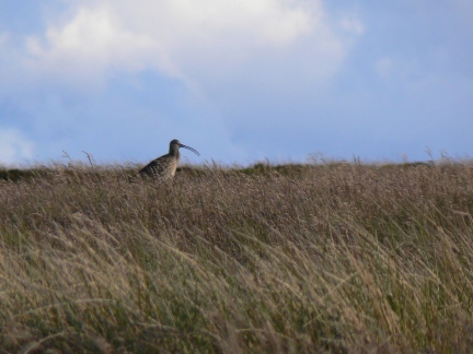 Another curlew