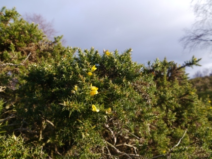 Some of the flowering gorse we saw