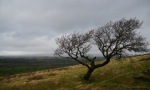 Lonely moorland tree