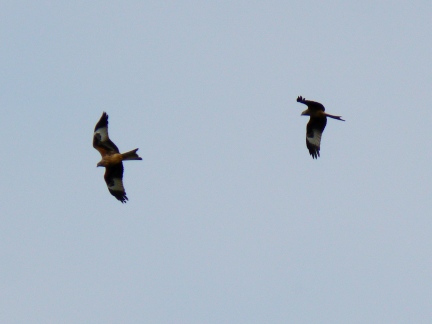 A pair of Red Kites