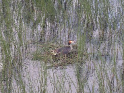 A Greater Crested Grebe of Llŷn Ogwen